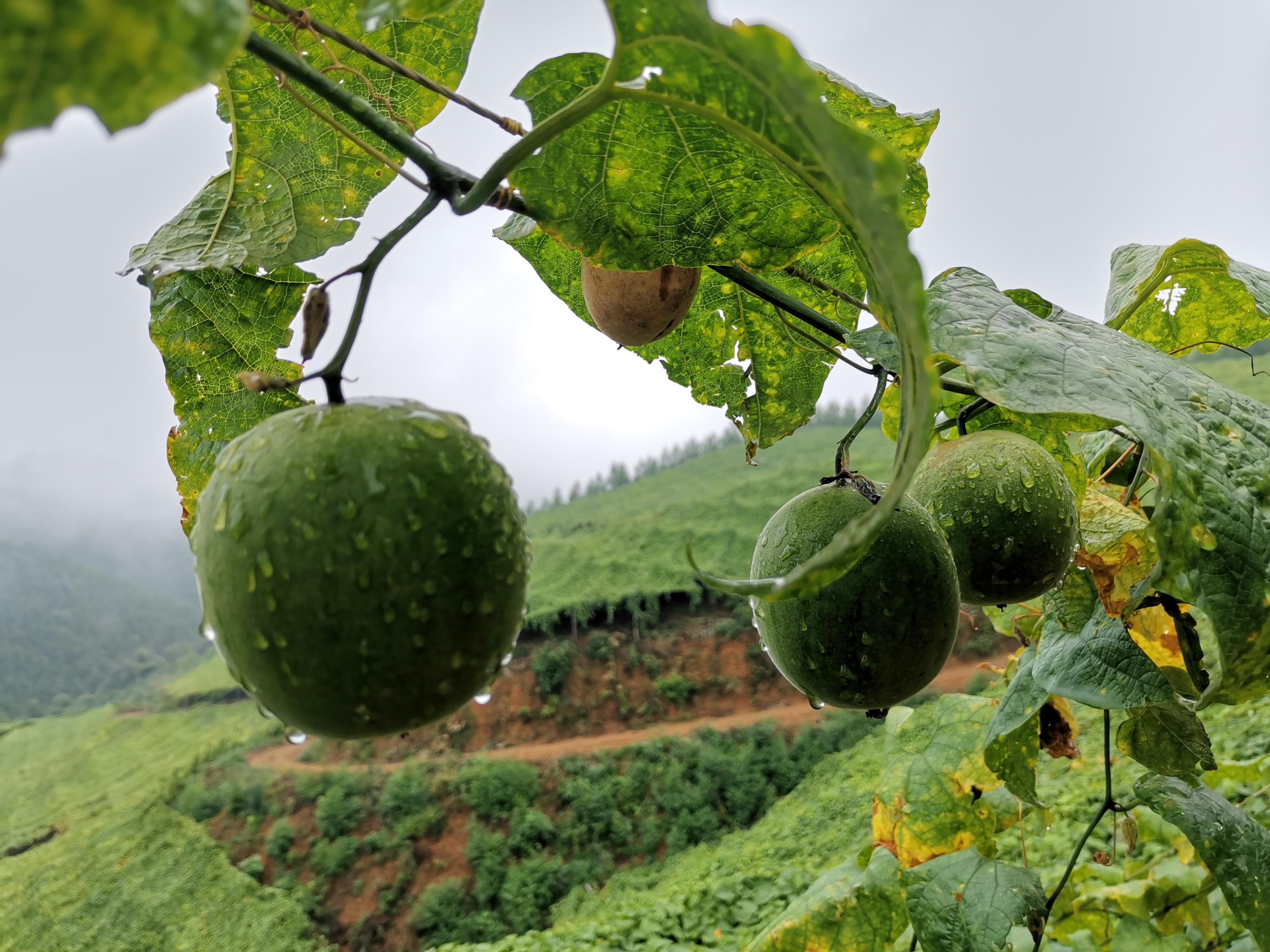 首页 2 Monk Fruit Extact Newnature