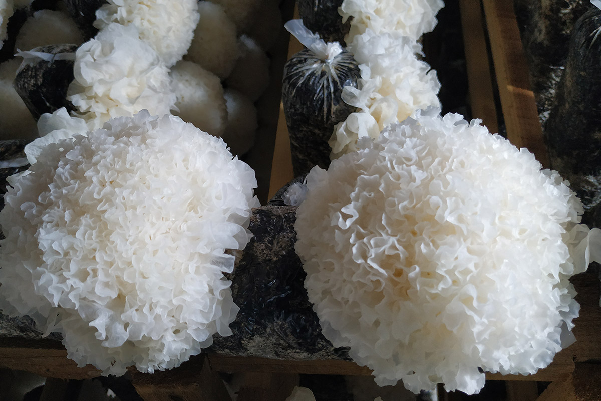 Снежный гриб