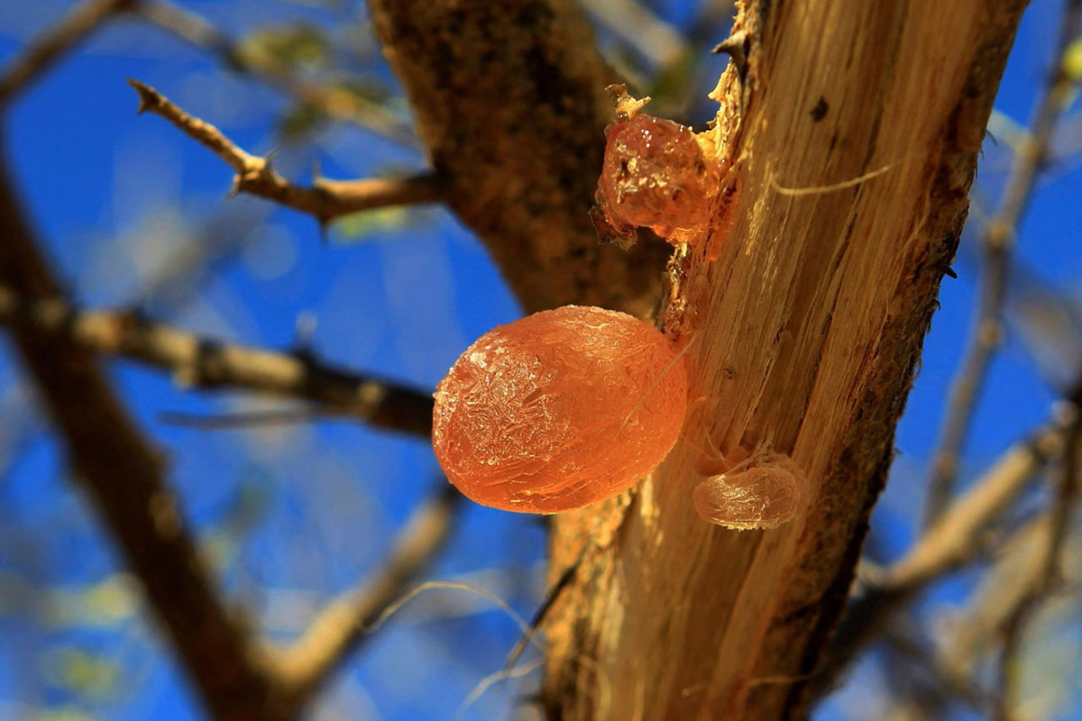 Арабская камедь